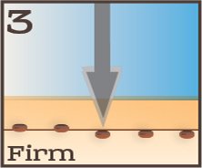 Seed placement graphic step three: Firm.