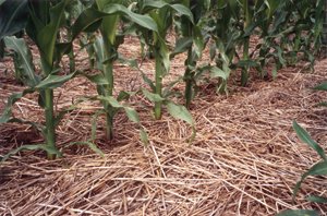 Up close look at perfect stands of corn.