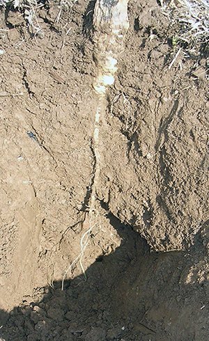 Up close look of a radish root in the ground.