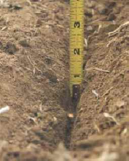 Tape measure showing the depth of a seed in the furrow.