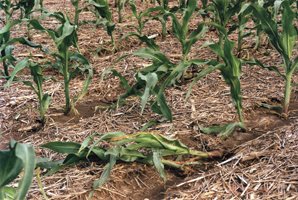 Ruined corn stands cause by water damage.