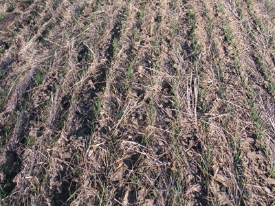 "No-till" field with wheat planted in it.