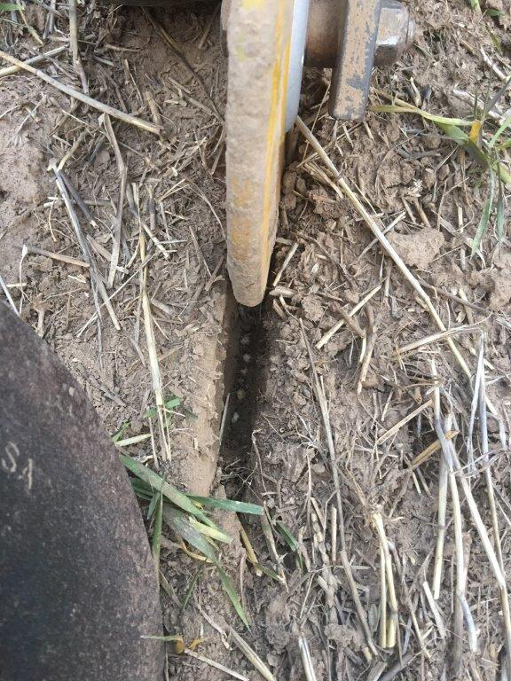 Up close look at DuraLok seed firming wheel firming peas.